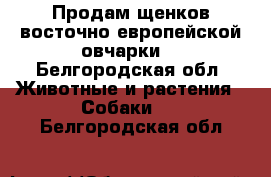 Продам щенков восточно европейской овчарки. - Белгородская обл. Животные и растения » Собаки   . Белгородская обл.